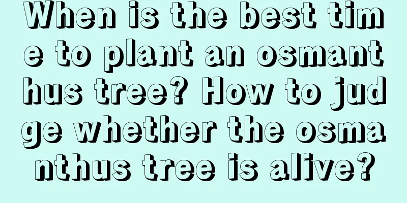 When is the best time to plant an osmanthus tree? How to judge whether the osmanthus tree is alive?