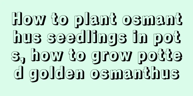 How to plant osmanthus seedlings in pots, how to grow potted golden osmanthus