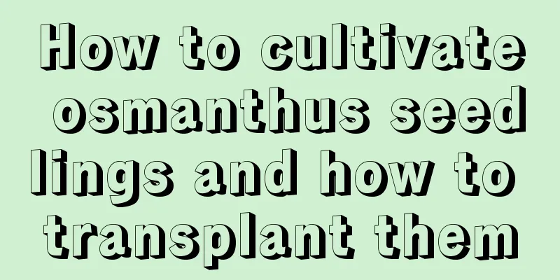 How to cultivate osmanthus seedlings and how to transplant them