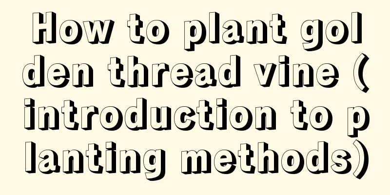 How to plant golden thread vine (introduction to planting methods)