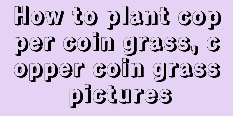 How to plant copper coin grass, copper coin grass pictures