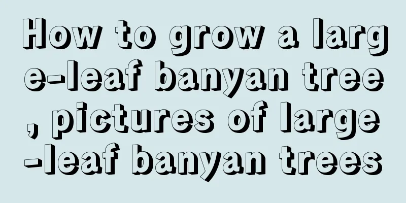 How to grow a large-leaf banyan tree, pictures of large-leaf banyan trees