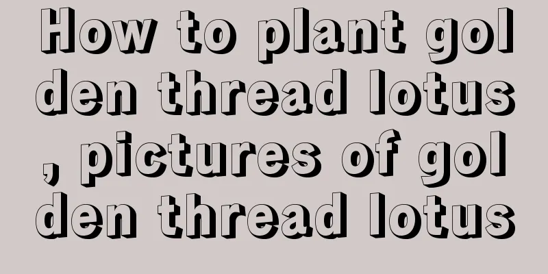 How to plant golden thread lotus, pictures of golden thread lotus