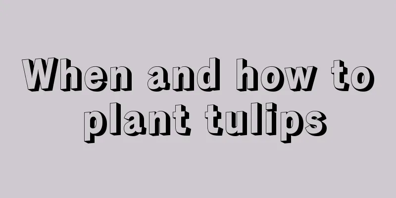 When and how to plant tulips