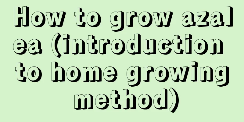 How to grow azalea (introduction to home growing method)