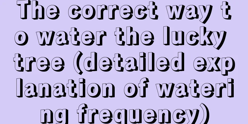 The correct way to water the lucky tree (detailed explanation of watering frequency)