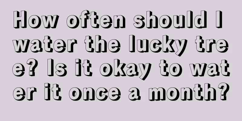 How often should I water the lucky tree? Is it okay to water it once a month?