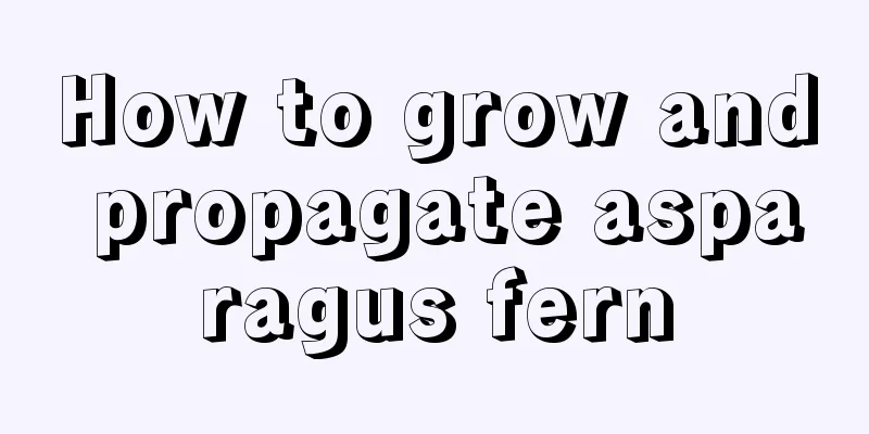 How to grow and propagate asparagus fern