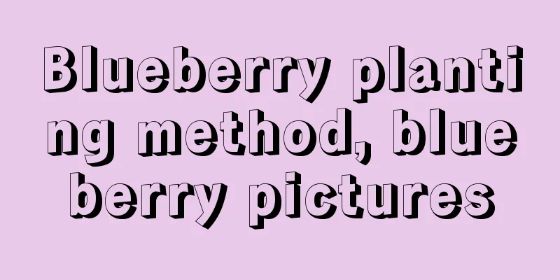 Blueberry planting method, blueberry pictures