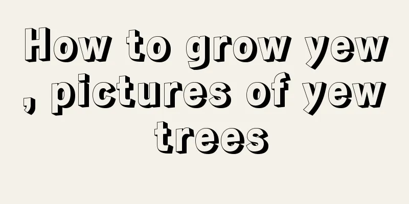 How to grow yew, pictures of yew trees