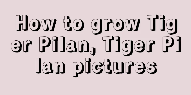 How to grow Tiger Pilan, Tiger Pilan pictures