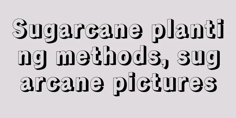 Sugarcane planting methods, sugarcane pictures