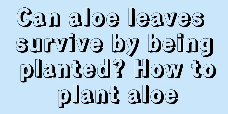 Can aloe leaves survive by being planted? How to plant aloe