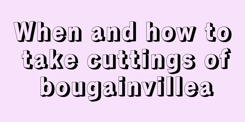 When and how to take cuttings of bougainvillea