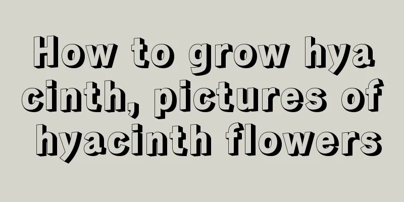 How to grow hyacinth, pictures of hyacinth flowers