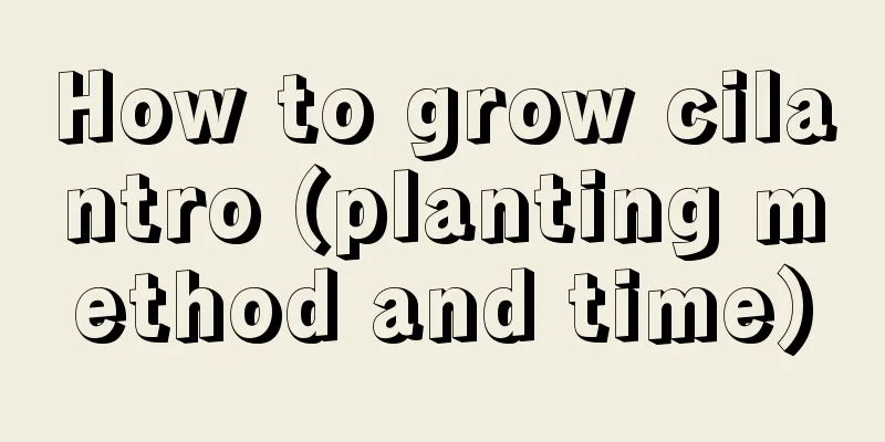 How to grow cilantro (planting method and time)