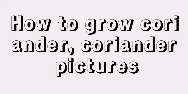 How to grow coriander, coriander pictures