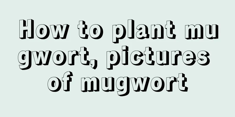 How to plant mugwort, pictures of mugwort