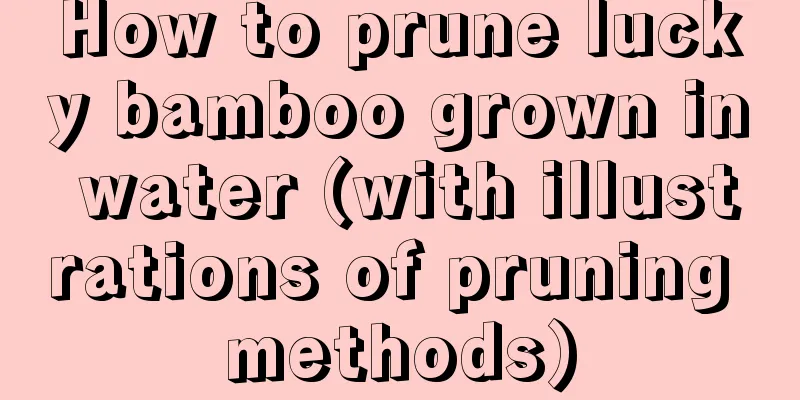 How to prune lucky bamboo grown in water (with illustrations of pruning methods)