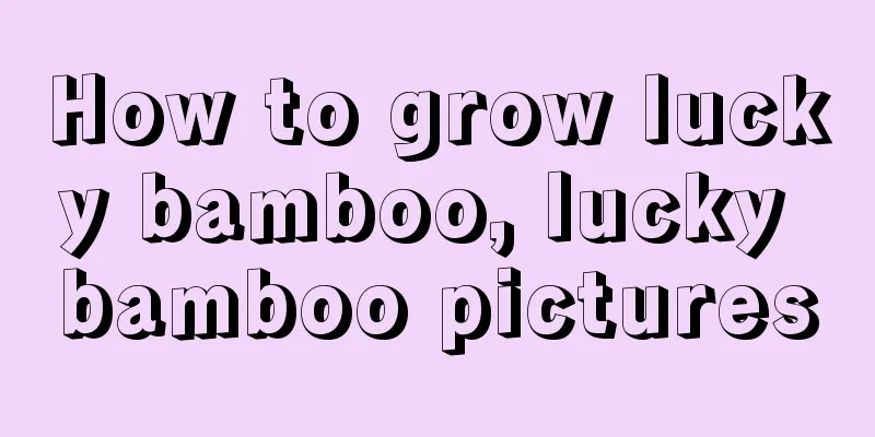 How to grow lucky bamboo, lucky bamboo pictures