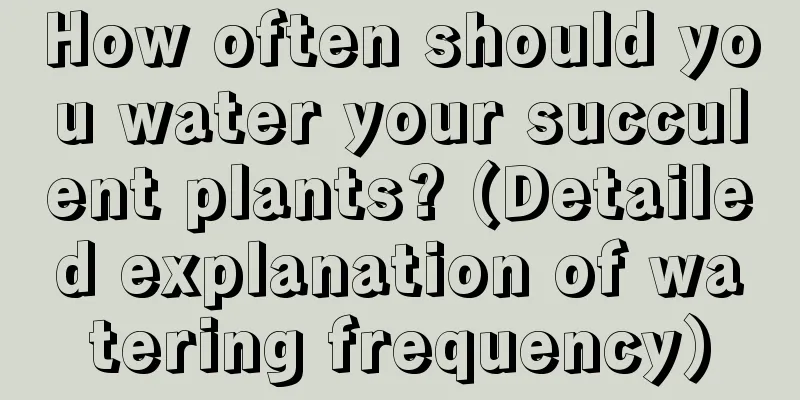 How often should you water your succulent plants? (Detailed explanation of watering frequency)