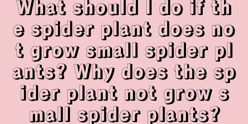 What should I do if the spider plant does not grow small spider plants? Why does the spider plant not grow small spider plants?