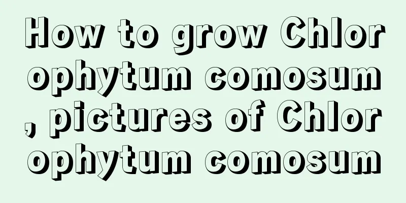 How to grow Chlorophytum comosum, pictures of Chlorophytum comosum