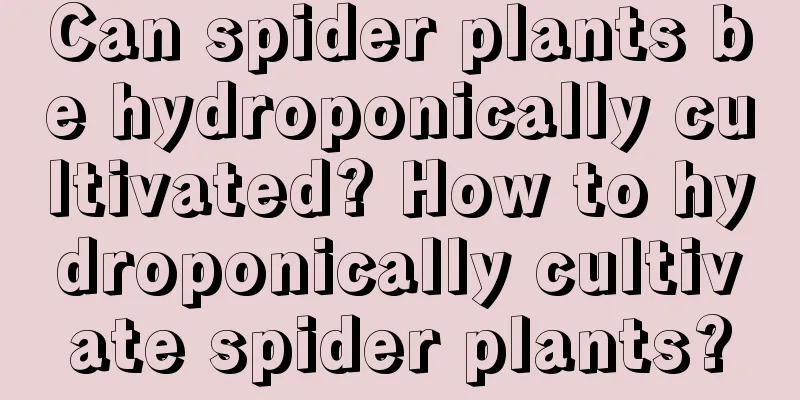 Can spider plants be hydroponically cultivated? How to hydroponically cultivate spider plants?