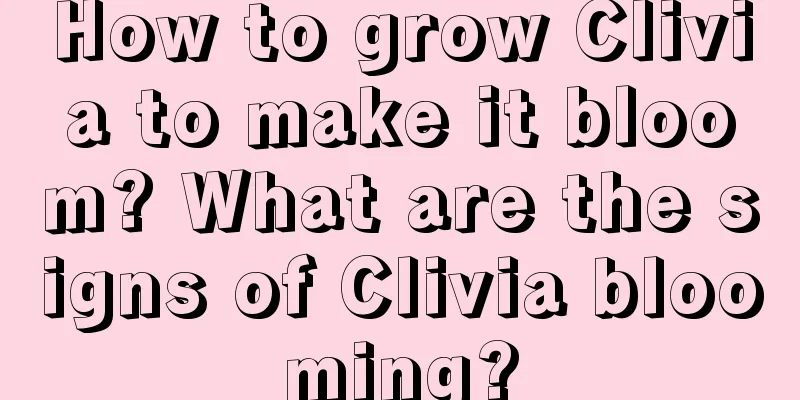 How to grow Clivia to make it bloom? What are the signs of Clivia blooming?