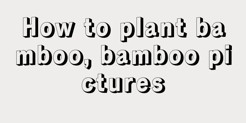 How to plant bamboo, bamboo pictures