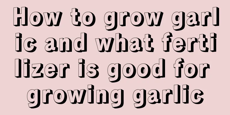 How to grow garlic and what fertilizer is good for growing garlic