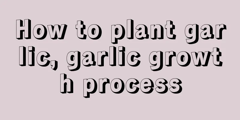 How to plant garlic, garlic growth process