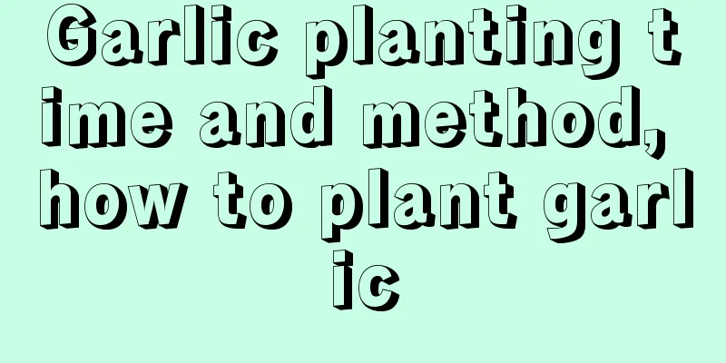 Garlic planting time and method, how to plant garlic