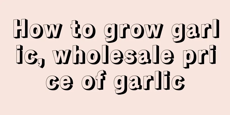 How to grow garlic, wholesale price of garlic