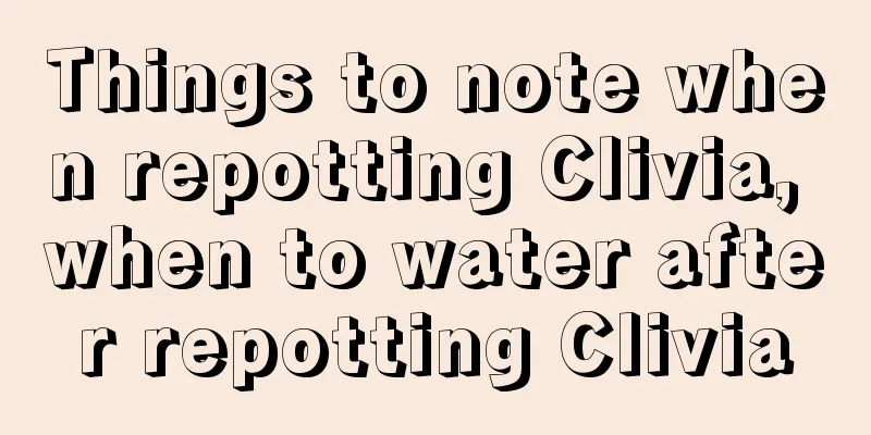 Things to note when repotting Clivia, when to water after repotting Clivia