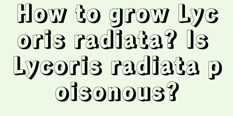 How to grow Lycoris radiata? Is Lycoris radiata poisonous?