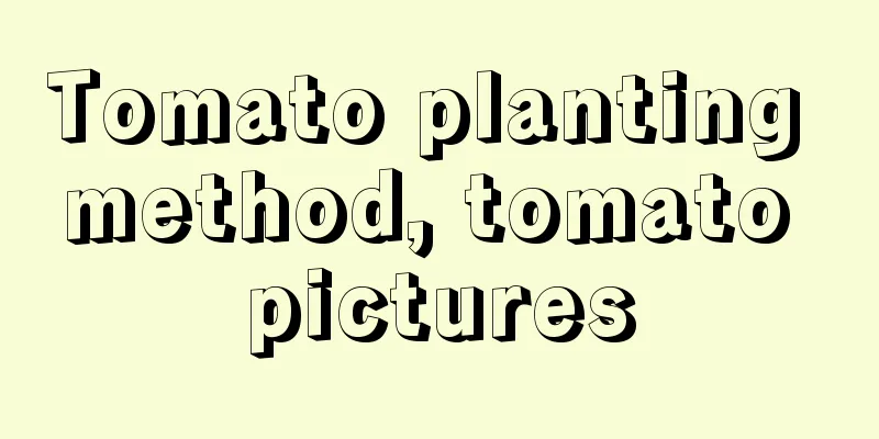 Tomato planting method, tomato pictures