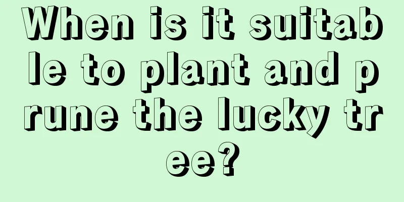 When is it suitable to plant and prune the lucky tree?