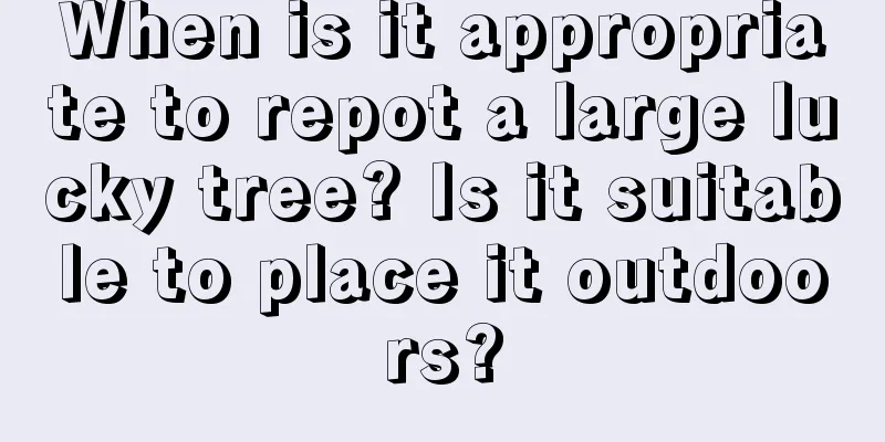 When is it appropriate to repot a large lucky tree? Is it suitable to place it outdoors?