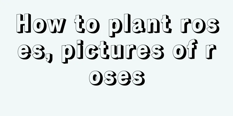 How to plant roses, pictures of roses