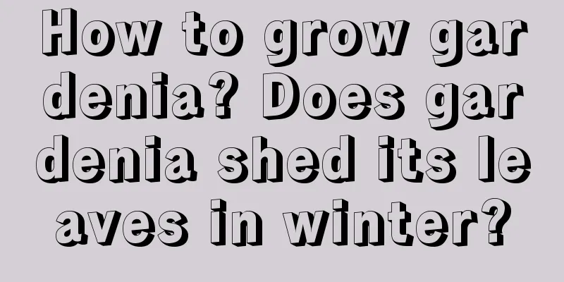 How to grow gardenia? Does gardenia shed its leaves in winter?