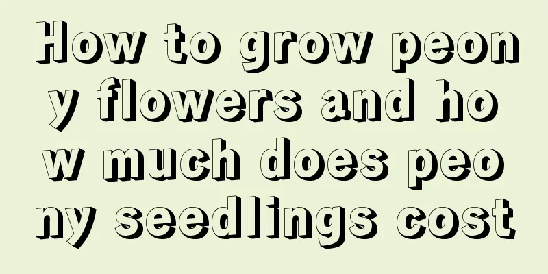 How to grow peony flowers and how much does peony seedlings cost