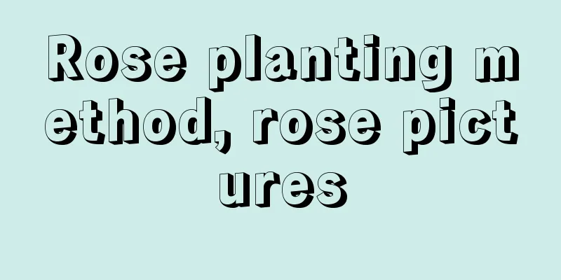 Rose planting method, rose pictures