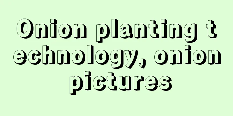 Onion planting technology, onion pictures