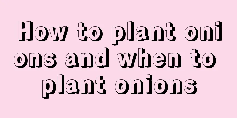 How to plant onions and when to plant onions