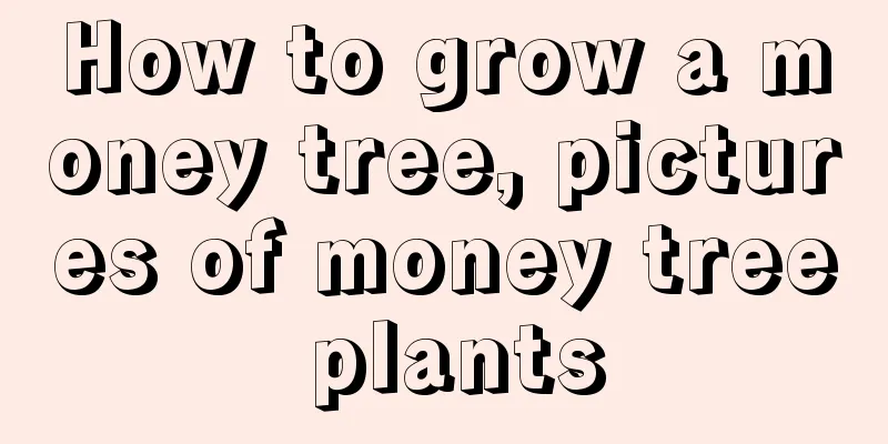 How to grow a money tree, pictures of money tree plants