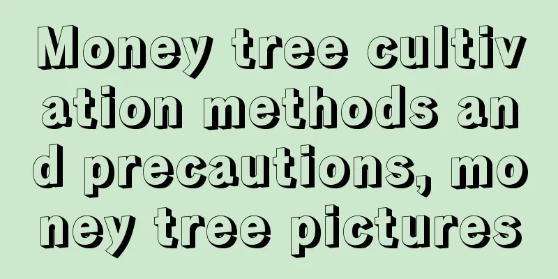 Money tree cultivation methods and precautions, money tree pictures