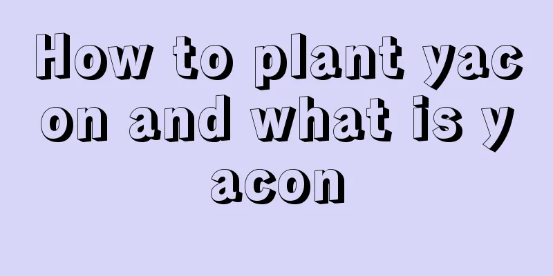 How to plant yacon and what is yacon