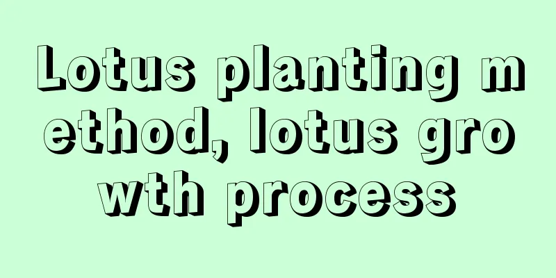 Lotus planting method, lotus growth process