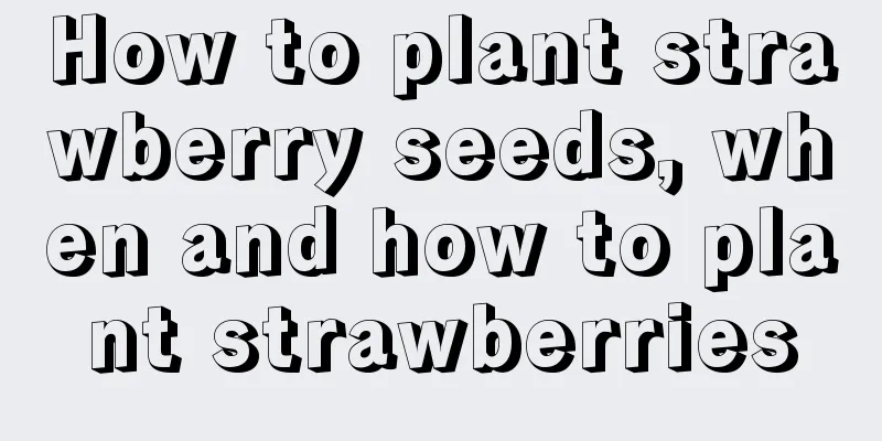 How to plant strawberry seeds, when and how to plant strawberries